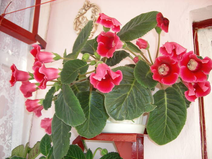 Gloxinie rosie simpla - Flori - 2009