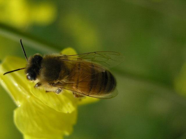 702 - Albine si pentru albine