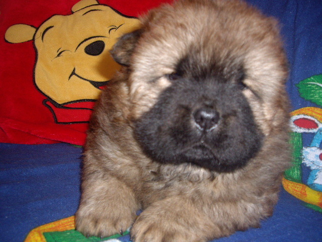 IMGP2899 - Chow-chow