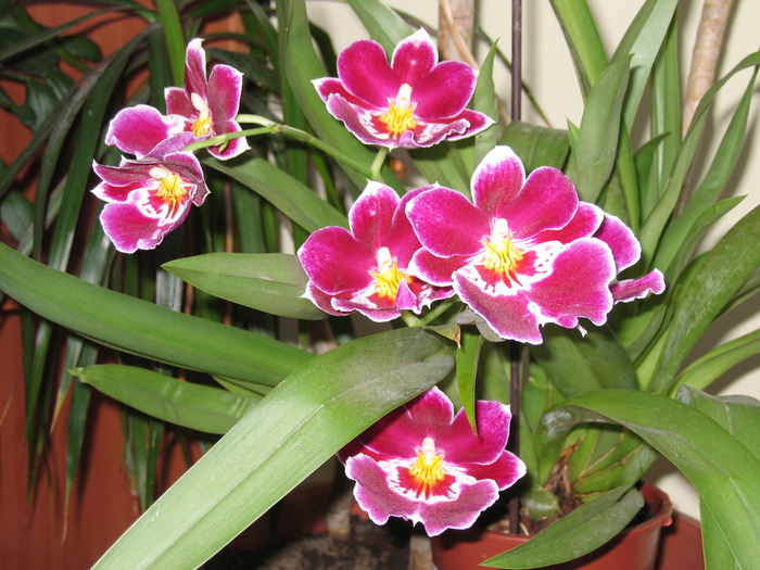 miltonia; miltonia de acasa
