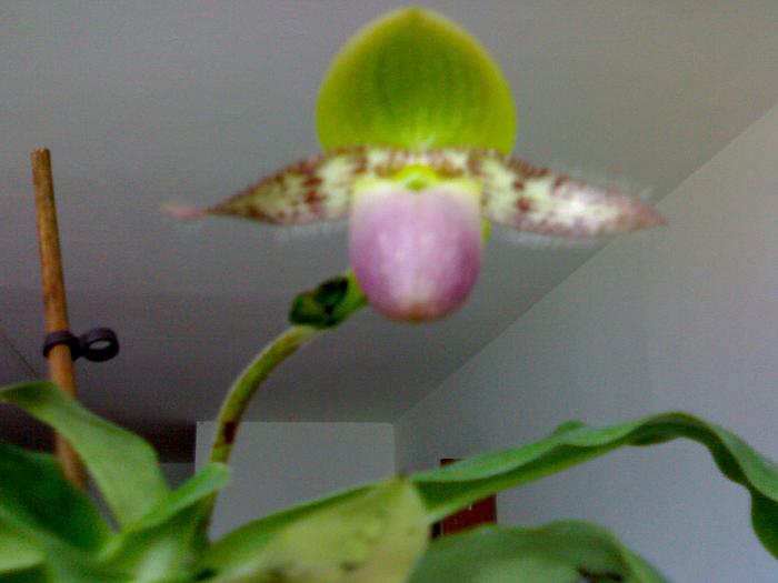 Paphiopedilum 'Pinocchio' - Paphiopedilum 2009