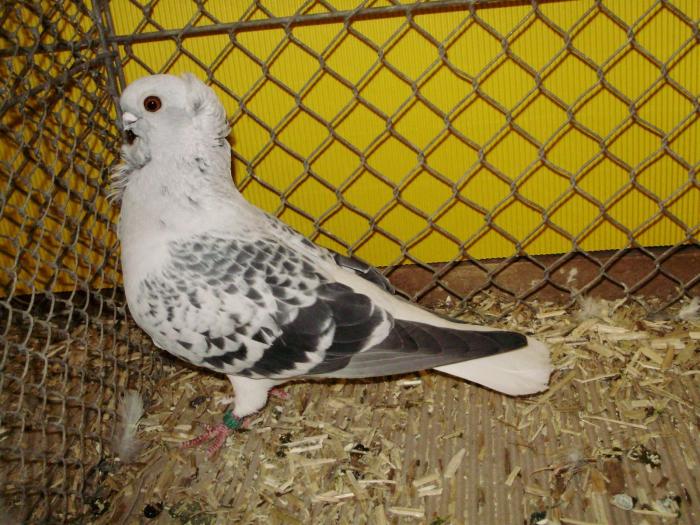 13460 hamburger sticken 0 - 1505 partea 6