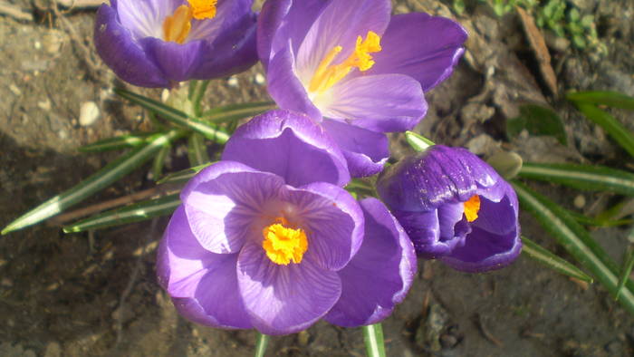 P3150875 - flori de gradina 2009