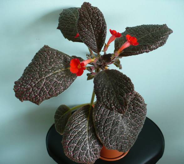 episicia planta intreaga (vedere de ansamblu)