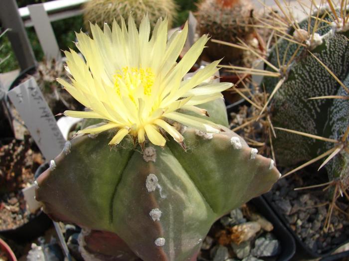 Astrophytum myriostygma v. strogilogonum