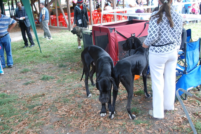 DSC_0163 - Concurs international de frumustete canina 2009 TgMures