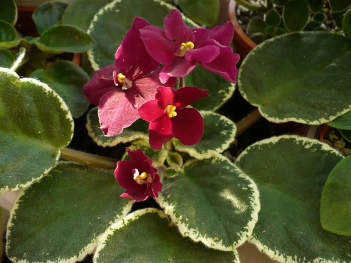 P1140001 - Saintpaulia - violete de camera