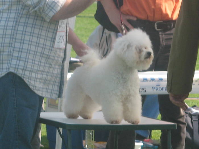 IMG_4796 - bichon frise