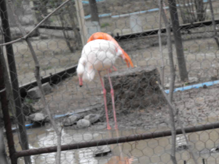 Flamingo @