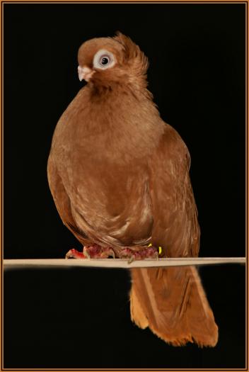 Picture 099 - jucatori de constanta