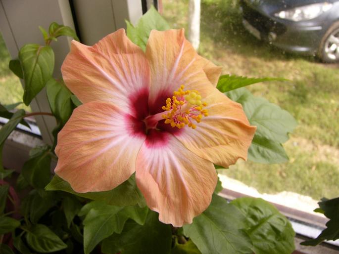 Hibiscus rosa sinensis - Hibiscus