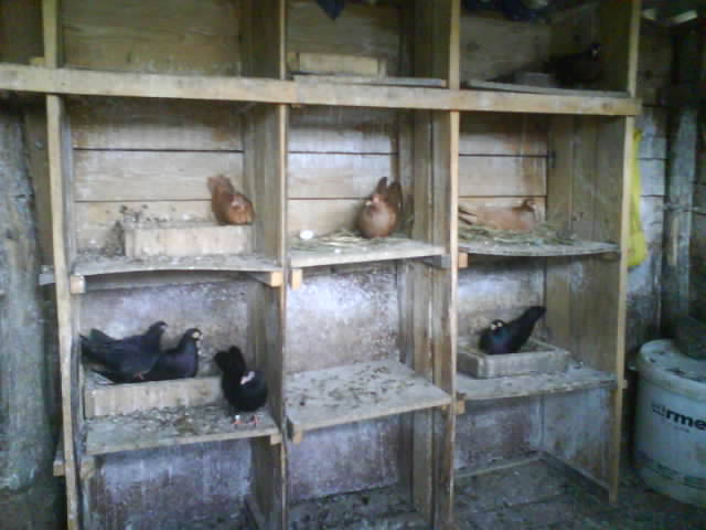 interior 2 - porumbei galateni unicolor
