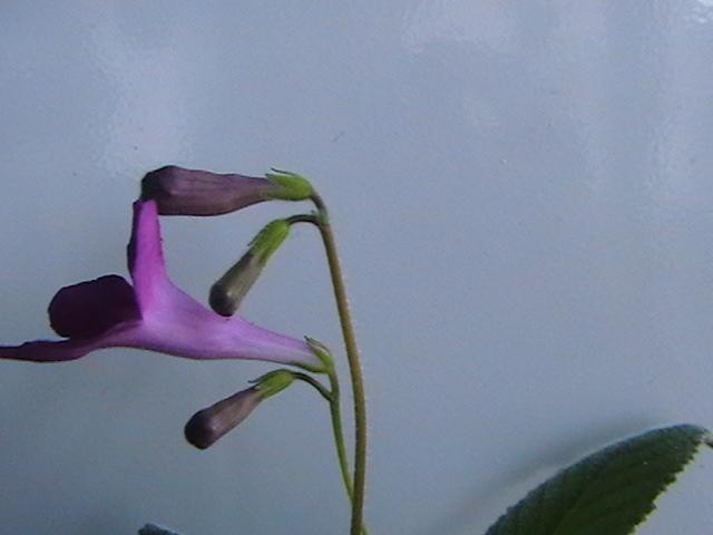 14.02   megan - streptocarpus 2009