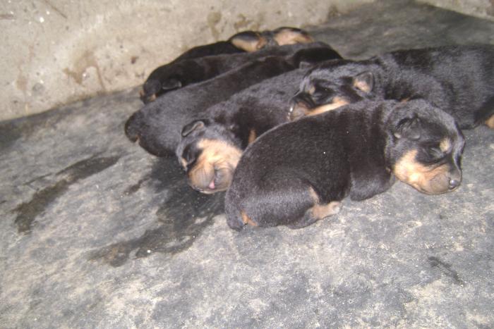 Picture 175 - ROTTWEILER