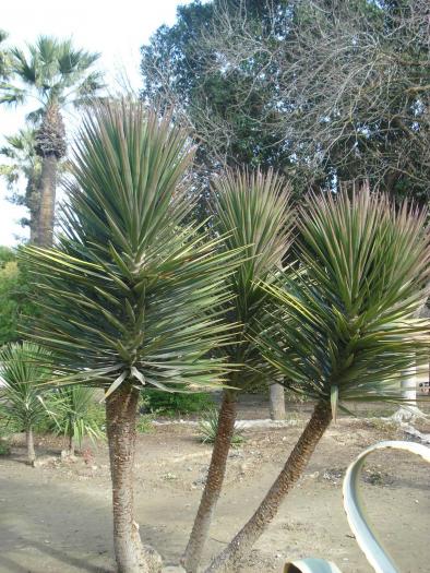 Picture 379; Nicosia de Sud
