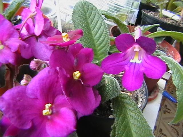 culoare asemanatoare - streptocarpus 2009