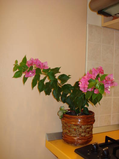 BOUGAINVILLEA