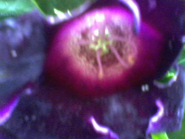 Picture 029 - ultimile achizitii 2009