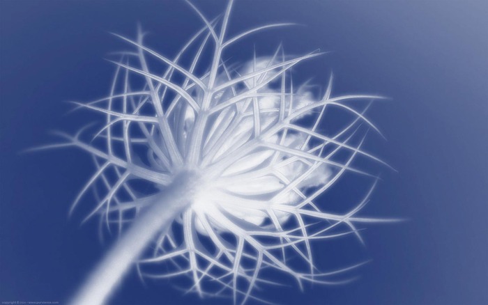 118_snowgrown_1440x900