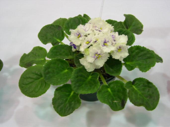 Marjay_2005avsa - violete de pe net