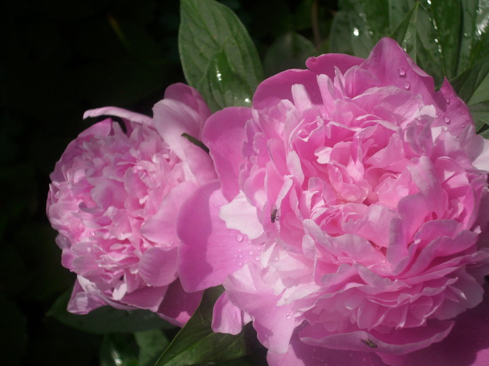 DSCI1426 - flori din gradina mea