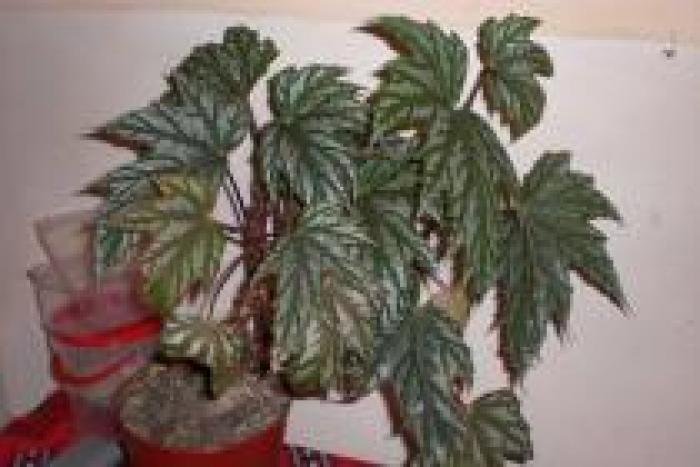 JLCPTLVFVDUKUPKONHX - flori