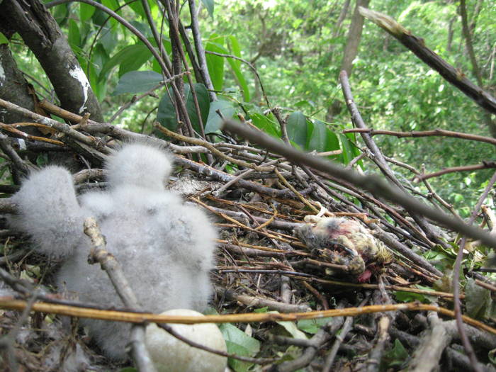 IMG_3480 - salcim I si II 2009