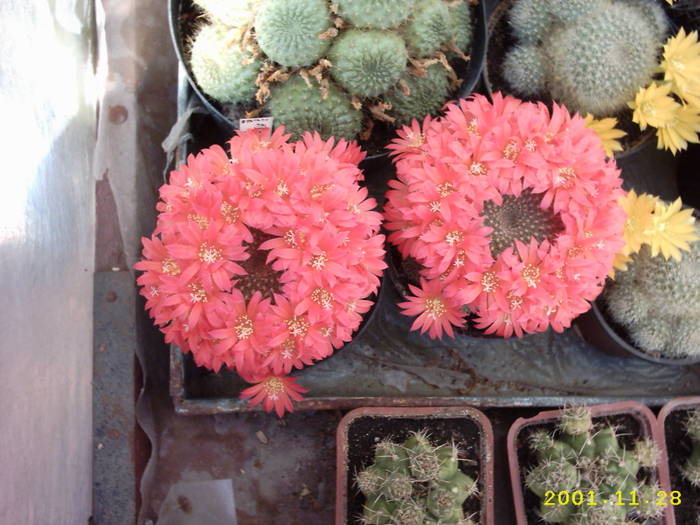 Rebutia - Rebutia