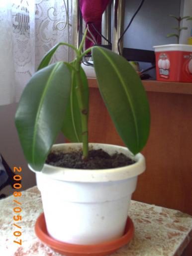 ficus - florile mele-2008-martie