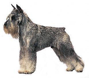 standard_schnauzer