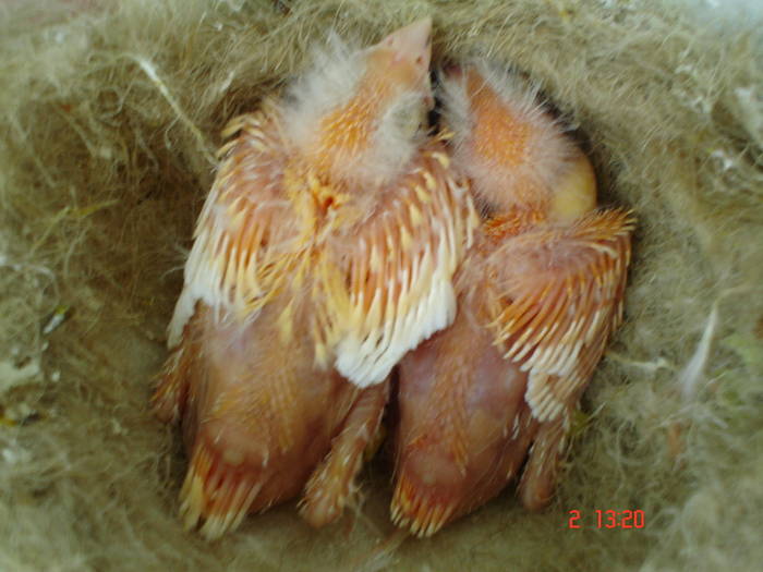 DSC04276 - PUI CANARI 2009