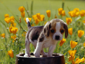 PUP09RK004601 - poze catei