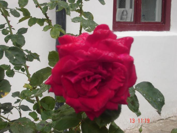 DSC03124 - Manastirea Cozia