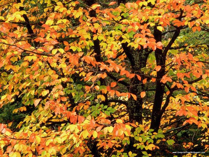 Beech Tree in Autumn, Washington Park, Portland Oregon - Very Beautiful Nature Scenes