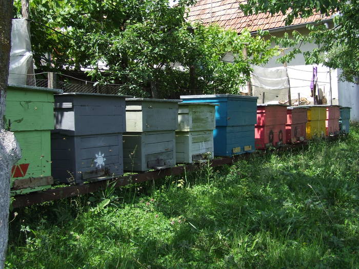 DSCF6148 - apicultura
