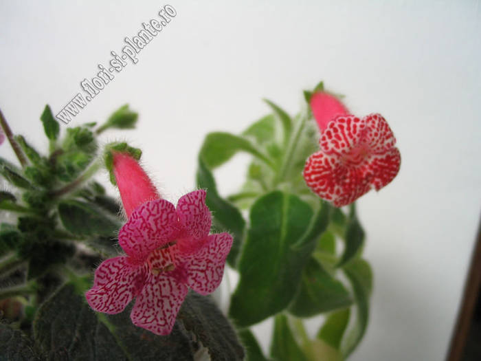 Kohleria Laura and Friendship 1