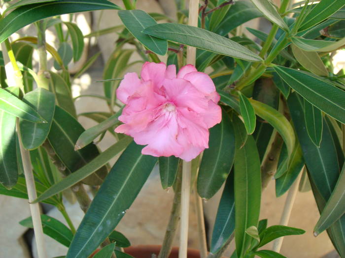 leandru 2 - FLORILE MELE 2009