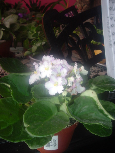 DSCF9186; violeta( noua achizitie
