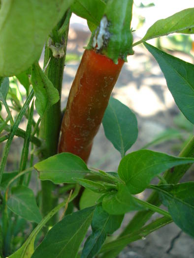 Tokyo Hot Pepper (2009, August 11) - Tokyo Hot Pepper