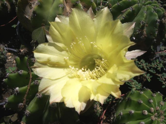 Echinopsis floare galbena - cactusi