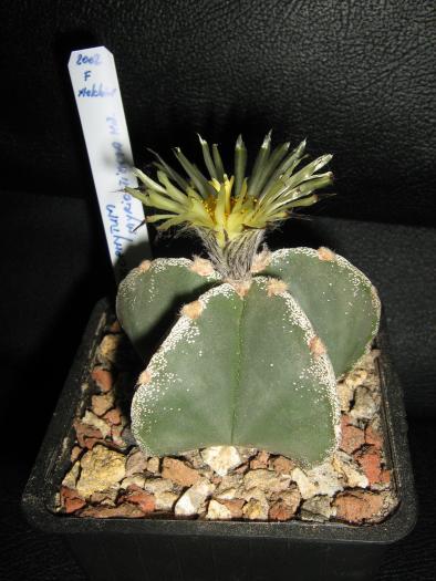 Astro.myriostigma hb.-floare - Astrophytum