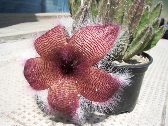 Stapelia flavirostris - floare