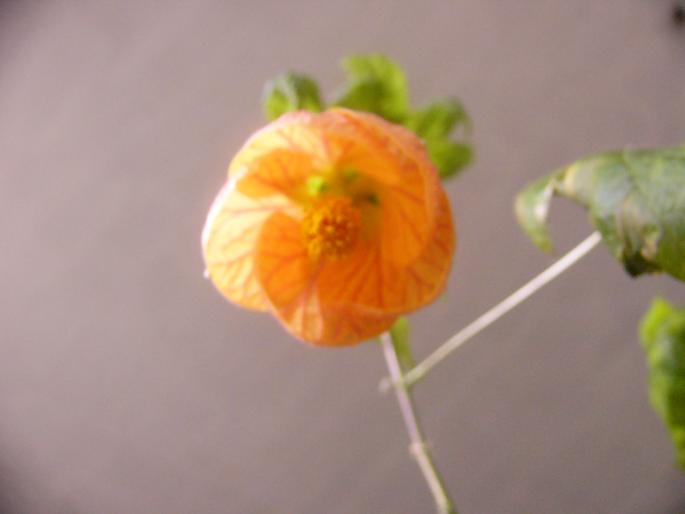 abutilon - Abutilon