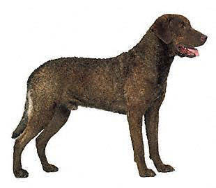 chesapeake_bay_retriever - Sporting