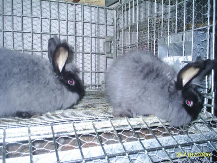 Picture 011; angora negru
