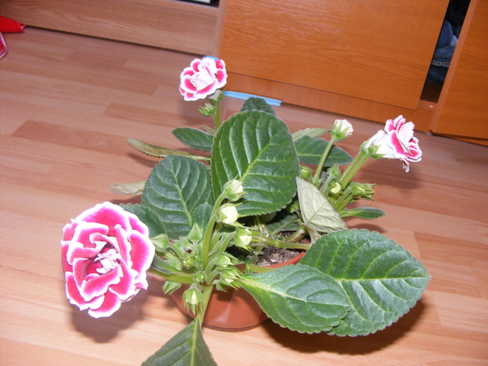 GLOXINIE - FLORI 2009