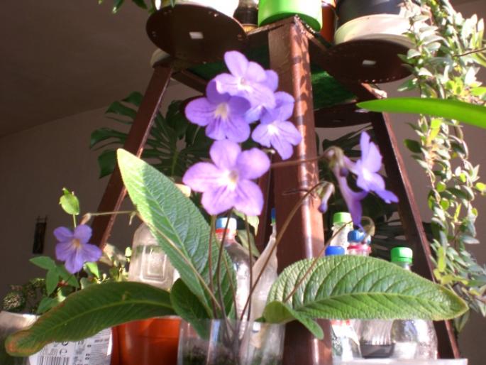 in lumina diminetii - streptocarpus