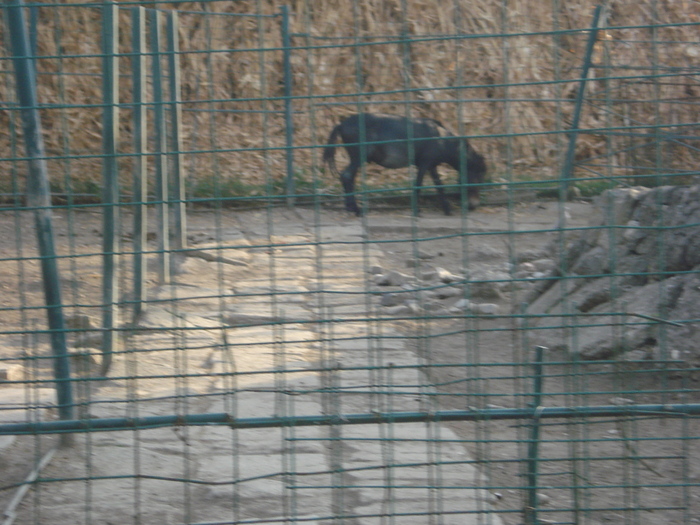 Picture 082 - zoo targoviste