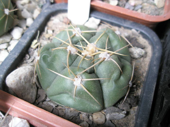 Gymnocalycium horstii 1 - cactusi la iernat 2008-2009