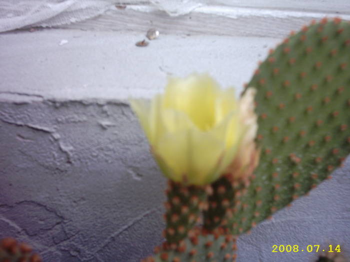 14-Opuntia microdasys - cactusi